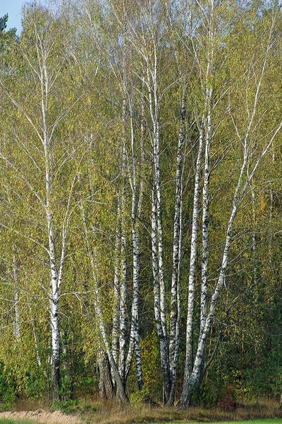 Paysage Automne Bouleau Bosquet Des Troncs Arbres Blancs Octobre Chute — Photo