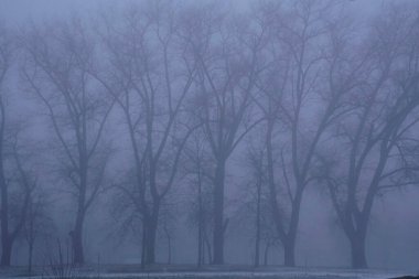     Ocak 'ta bulutlu bir gün. Düşmüş yapraklı ağaç siluetleri sisli bir perspektifte                           