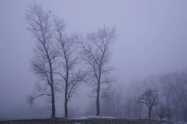 Giornata Nuvolosa Gennaio Silhouette Alberi Con Foglie Cadute Una Prospettiva — Foto Stock