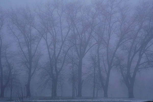 Cloudy Day January Silhouettes Trees Fallen Leaves Foggy Perspective — Stock Photo, Image