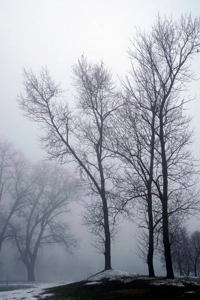Облачный День Январе Силуэты Деревьев Опавшими Листьями Туманной Перспективе — стоковое фото