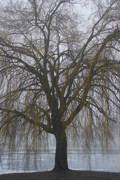 Туман Облачный День Январе Силуэт Одинокого Дерева Ива Пруда — стоковое фото