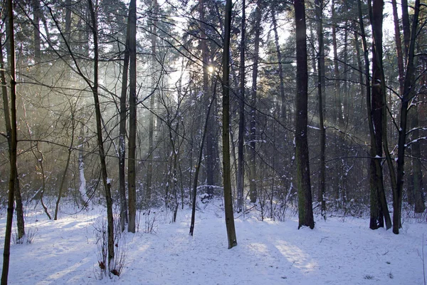 Inverno Floresta Janeiro Sol Raios Névoa Pinhos Bétulas Neve — Fotografia de Stock