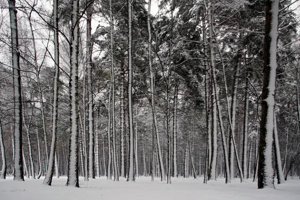 Cuento Navidad Invierno Bosque Pinos Nevados Hermosa Vista —  Fotos de Stock