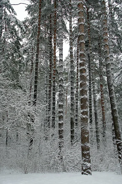 Різдвяна Казка Зимовий Засніжений Сосновий Ліс Прекрасний Вид — стокове фото