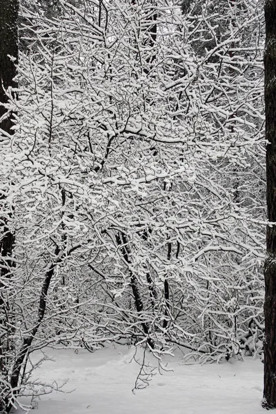 Racconto Natale Inverno Pineta Innevata Bella Vista — Foto Stock