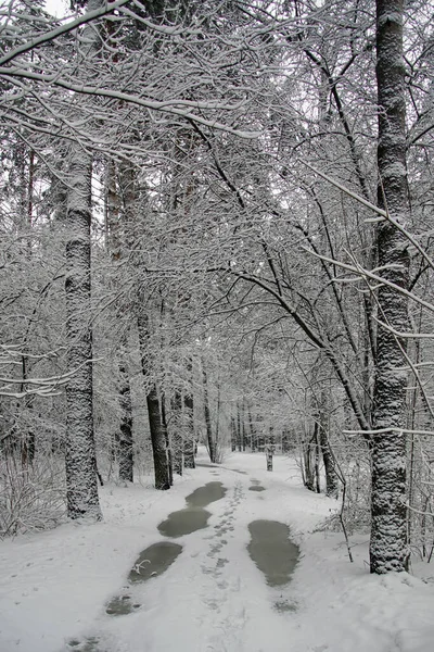 Cuento Navidad Invierno Bosque Pinos Nevados Hermosa Vista —  Fotos de Stock