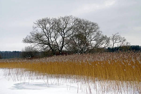 Winter See Alte Weiden Auf Einer Insel Schnee Schöne Landschaft — Stockfoto
