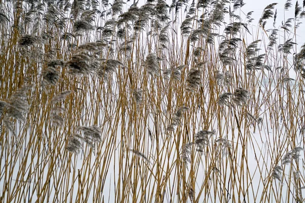 Jezero Rákosí Zimě Pozadí Sněhu Zamrzlém Jezeře — Stock fotografie