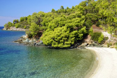 Yunanistan 'da Adriyatik Denizi kıyısındaki çam ormanı. Kayalar ve kozalaklı ağaçlar. Mavi gökyüzü.                               
