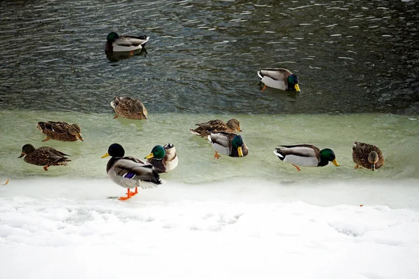 都市公園で冬の池の氷の上のアヒル — ストック写真