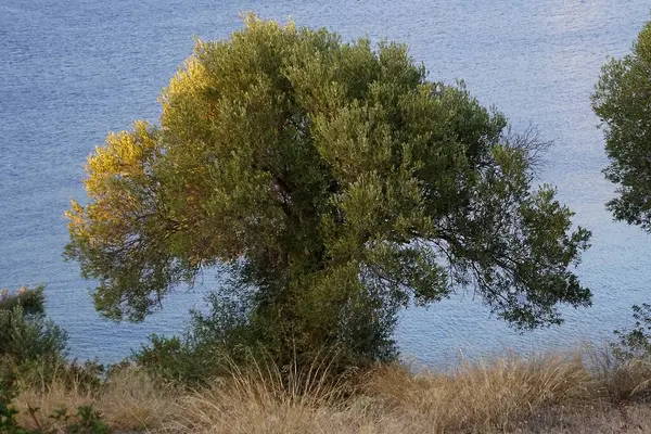 Olive Tree Seashore Background Waves — Stock Photo, Image