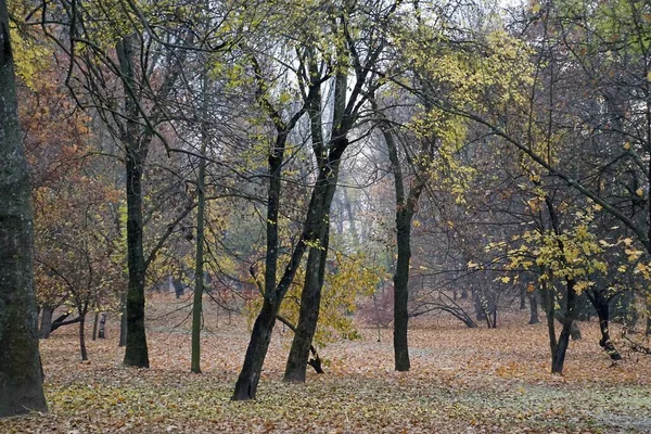 Paisaje Otoñal Parque Ciudad Colores Brillantes Follaje Los Árboles Caída —  Fotos de Stock