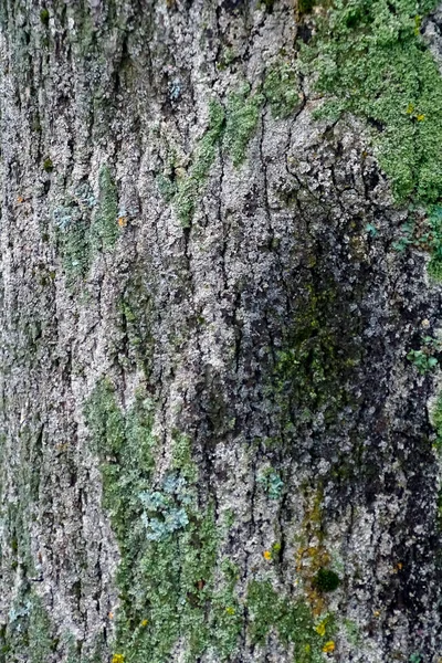 Superfície Casca Uma Planta Parque Baú Bordo Musgos Líquenes — Fotografia de Stock