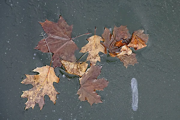 池の上に薄い氷と凍った落ち葉 上からの眺め — ストック写真
