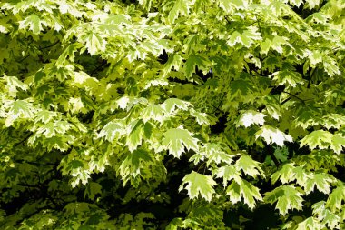  Genç ve güzel akçaağaç yaprakları. Geçmişi. Geçmişi. Doku.                              