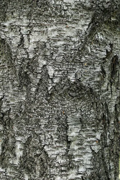Текстура Березової Кори Поверхня Стовбура Дерева — стокове фото