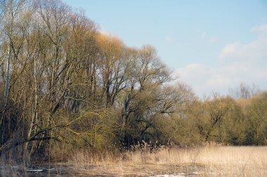 Gölün kıyısında ilkbahar. Mart ayının güneşli bir günü. Geçen yıl eski parktaki sazlıklar ve ağaçlar                              