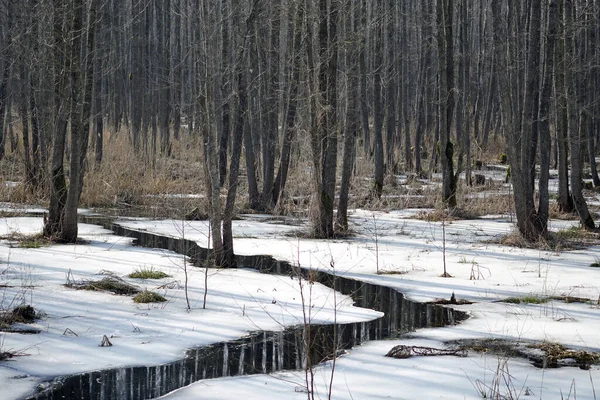 Spring landscape. A stream blocked by beavers in an alder forest. Nature comes to life.