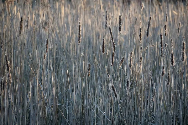 Texturas Natureza Mas Margem Lago Reeds Nos Raios Sol Noite — Fotografia de Stock