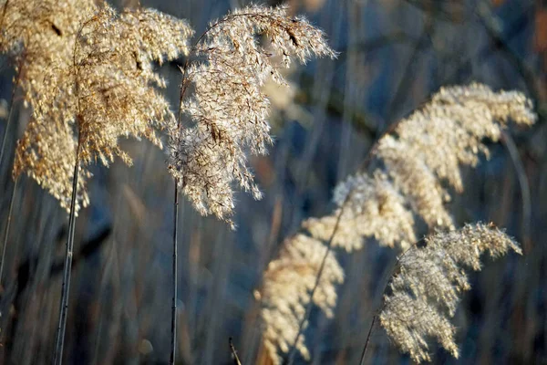 Texture Natura Riva Del Lago Canne Nei Raggi Del Sole — Foto Stock