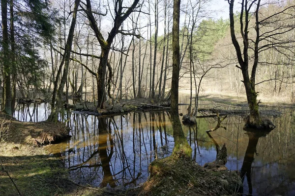  Beyaz Rusya manzarası. Nisan ayında sağlam bir bahar günü. Orman nehri Vyacha. Suda yansıma. Kıyıdaki ağaçlar                              