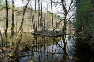   Beyaz Rusya manzarası. Nisan ayında sağlam bir bahar günü. Orman nehri Vyacha. Suda yansıma. Kıyıdaki ağaçlar                             