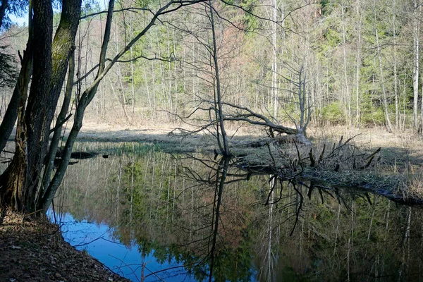Paisagem Bielorrussa Dia Sólido Primavera Abril Rio Floresta Vyacha Reflexão — Fotografia de Stock
