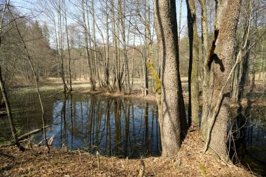     Beyaz Rusya manzarası. Nisan ayında sağlam bir bahar günü. Orman nehri Vyacha. Suda yansıma. Kıyıdaki ağaçlar                           