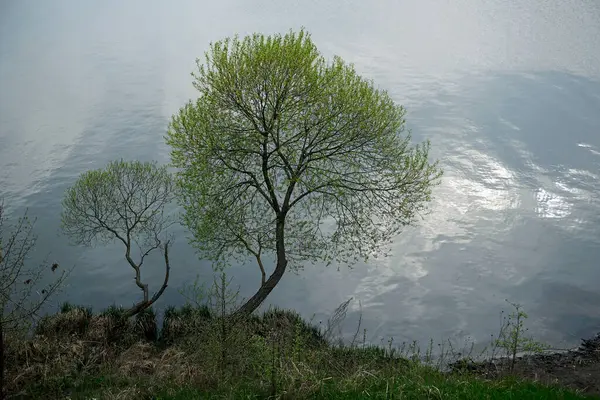 柳树上的第一片叶子 在水的背景上的树 — 图库照片