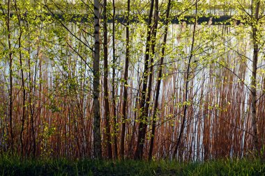    Gölün kıyısında sazlıklar ve huş ağaçlarının arasından güneş ışığına karşı bir atış.                             