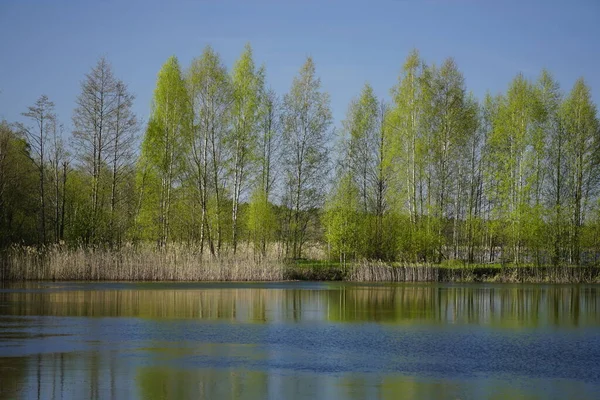 Reeds Közel Partján Egy Tavaszi Estén Fák Tükröződése Vízben Vízszintes — Stock Fotó