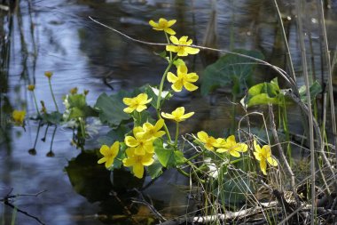 Mayıs 'ta çiçekler. Bataklık kadife çiçeği. Parlak sarı renk.