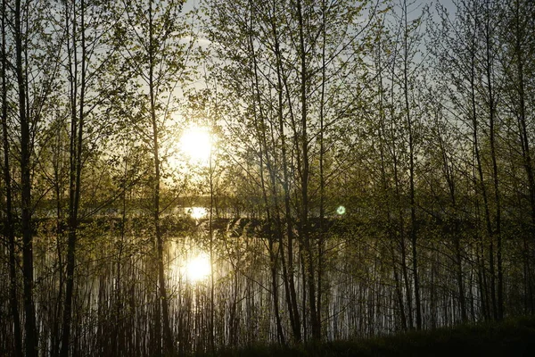 Lago Plavno Nella Riserva Naturale Berezinsky Caldo Giorno Maggio Soleggiato — Foto Stock