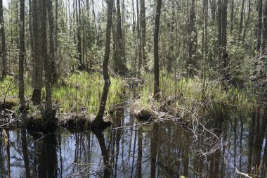 Saklı, sık bir orman. Kunduzlar tarafından devrilmiş bir nehir ve ağaçlar. Bataklık. Manzara. Yatay çekim. Berezinsky rezervinde.