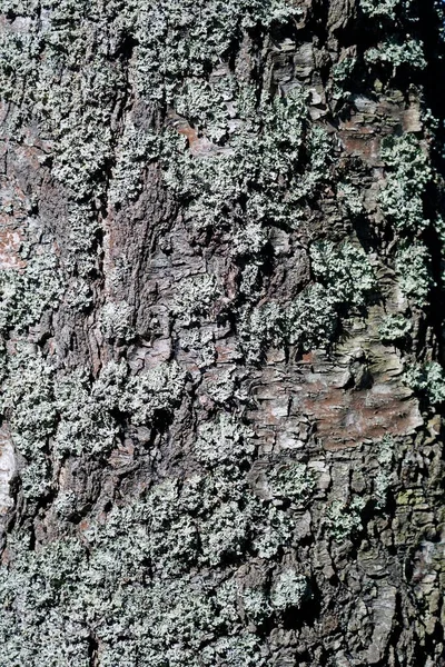 桦树树干树皮表面的苔藓和苔藓 — 图库照片