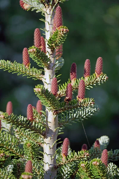 Sinais Primavera Jovens Solavancos Brilhantes Papai Coreano Gymnosperms São Coníferas — Fotografia de Stock