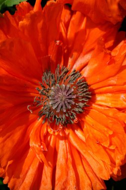                      Haşhaş çiçeği yaklaş. Bahçede yaz ve bahar. Cazibe. Dikey çekim. Turuncu yapraklar          