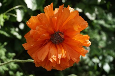 Bahçede çiçekler. Parlak büyük turuncu gelincik çiçeği yaklaş