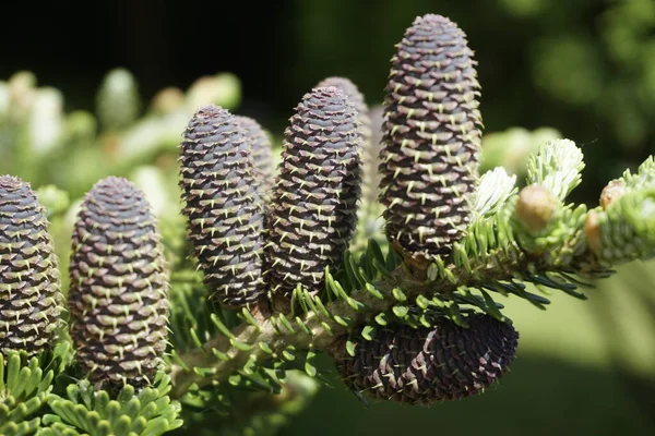 Sinais Primavera Jovens Solavancos Brilhantes Papai Coreano Gymnosperms São Coníferas — Fotografia de Stock