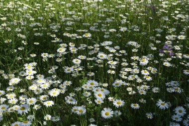  real warm summer. Lawn. White beautiful flowers - common daisy. A carpet of plants and charm