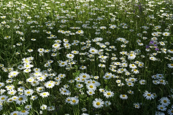 Real Warm Summer Lawn White Beautiful Flowers Common Daisy Carpet — Stok fotoğraf