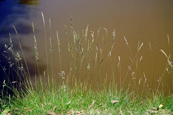 池のそばで暖かい蒸し暑い夏の日 水を背景に海岸沿いの穀物 — ストック写真