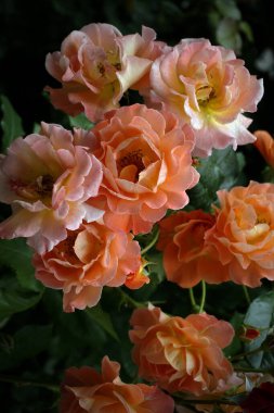  Bahçede çiçek açan güller. Yakın plan bir bitkinin güzel tomurcukları. Hassas cazibe. Gerçek yağmurdan sonra çiy..                              