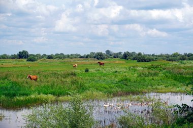       Yaz sıcağı. Kırsal alan. Idyll. Göletteki kazlar ve otlaktaki atlar. Çayırdaki leylekler.                         