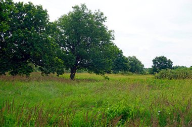   Pripyat Nehri 'nin taşkın ovasında meşe. Temmuz 'da yaz mevsiminde çayırları su basmıştı. Bunaltıcı bir gün.                             