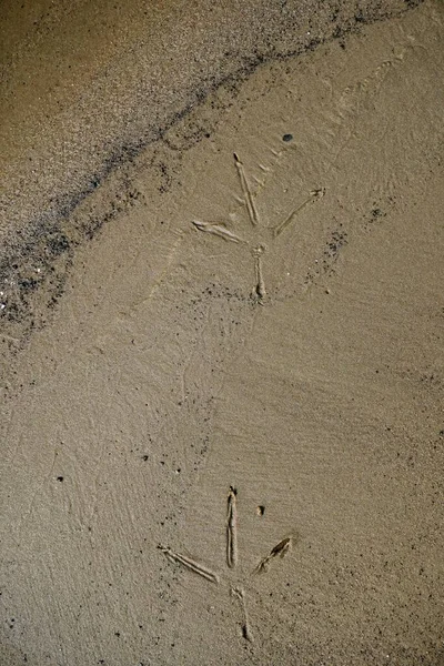 Αποτυπώματα Στην Άμμο Δίπλα Στο Ποτάμι Αποτυπώματα Ενός Λευκού Πελαργού — Φωτογραφία Αρχείου