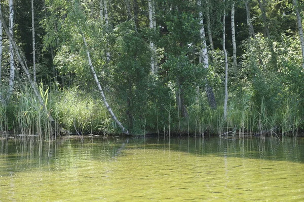 七月一个闷热的日子 湖边的森林 树干和芦苇反映在水中 — 图库照片