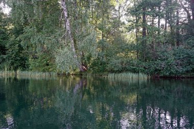   Temmuz 'da Forest Gölü' nde. Ağaç dalları ve sazlıklar suya yansıyor. Yatay çekim.                             