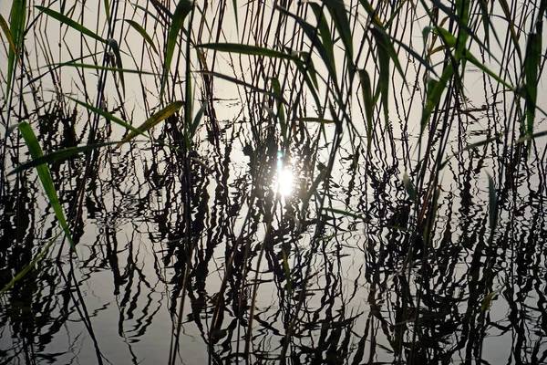 Canne Sull Acqua Del Lago Riflessione Linee Steli Foglie Colpo — Foto Stock